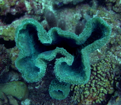 Bonaire/The shores of Bonaire offer a wide range of coral... by Connor Finlen 